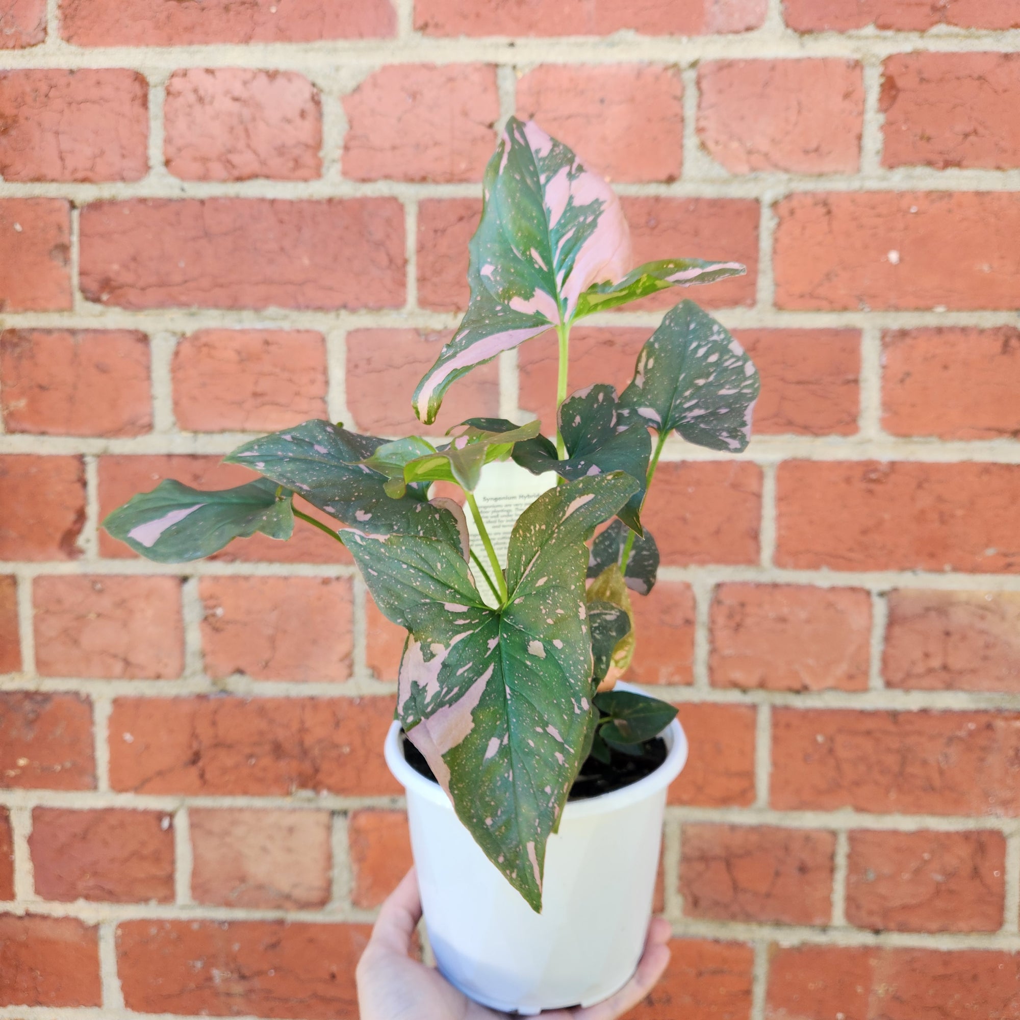 Syngonium Pink Passion - 13cm Pot