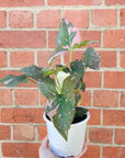Syngonium Pink Passion - 13cm Pot