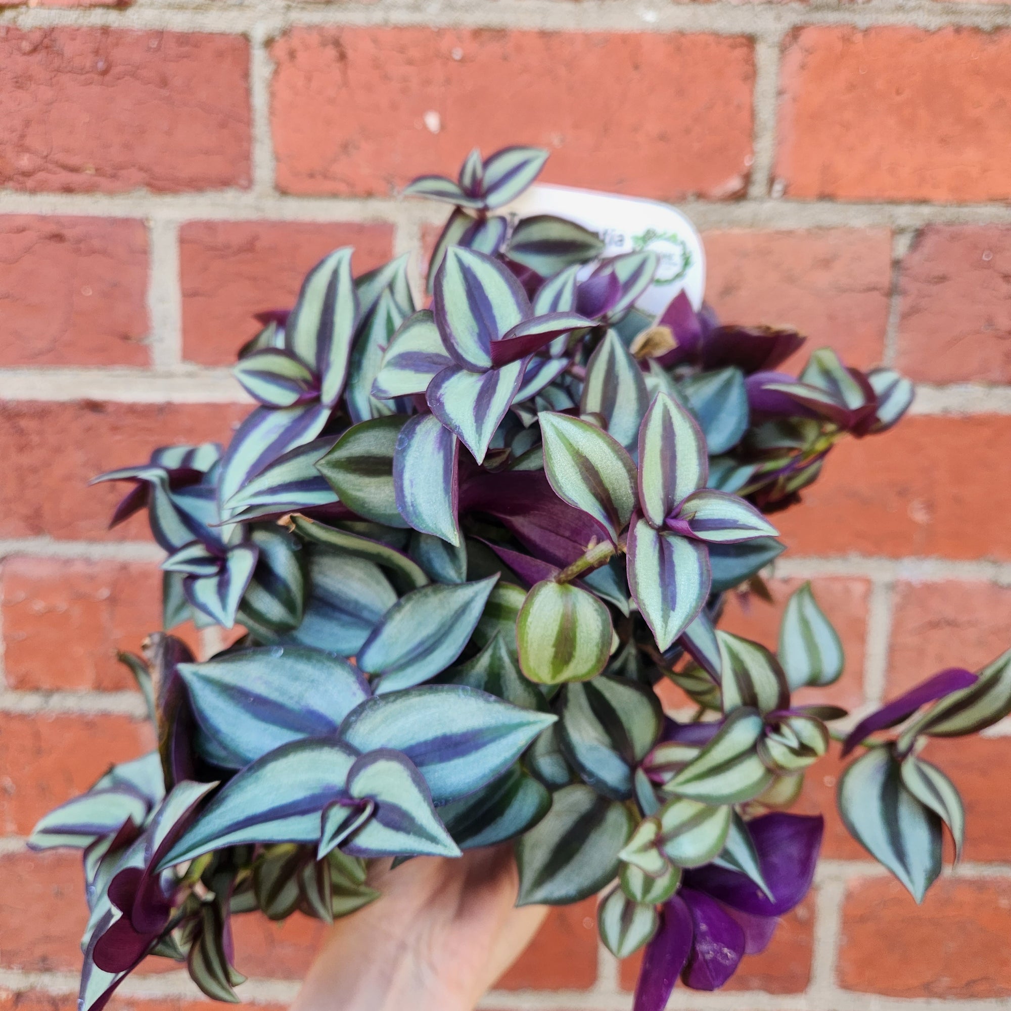Tradescantia Zebrina Spiderwort Purple - 13cm pot
