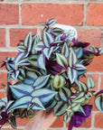 Tradescantia Zebrina Spiderwort Purple - 13cm pot