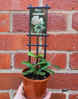 Hoya -rotundiflora (no. 147) - 10cm pot