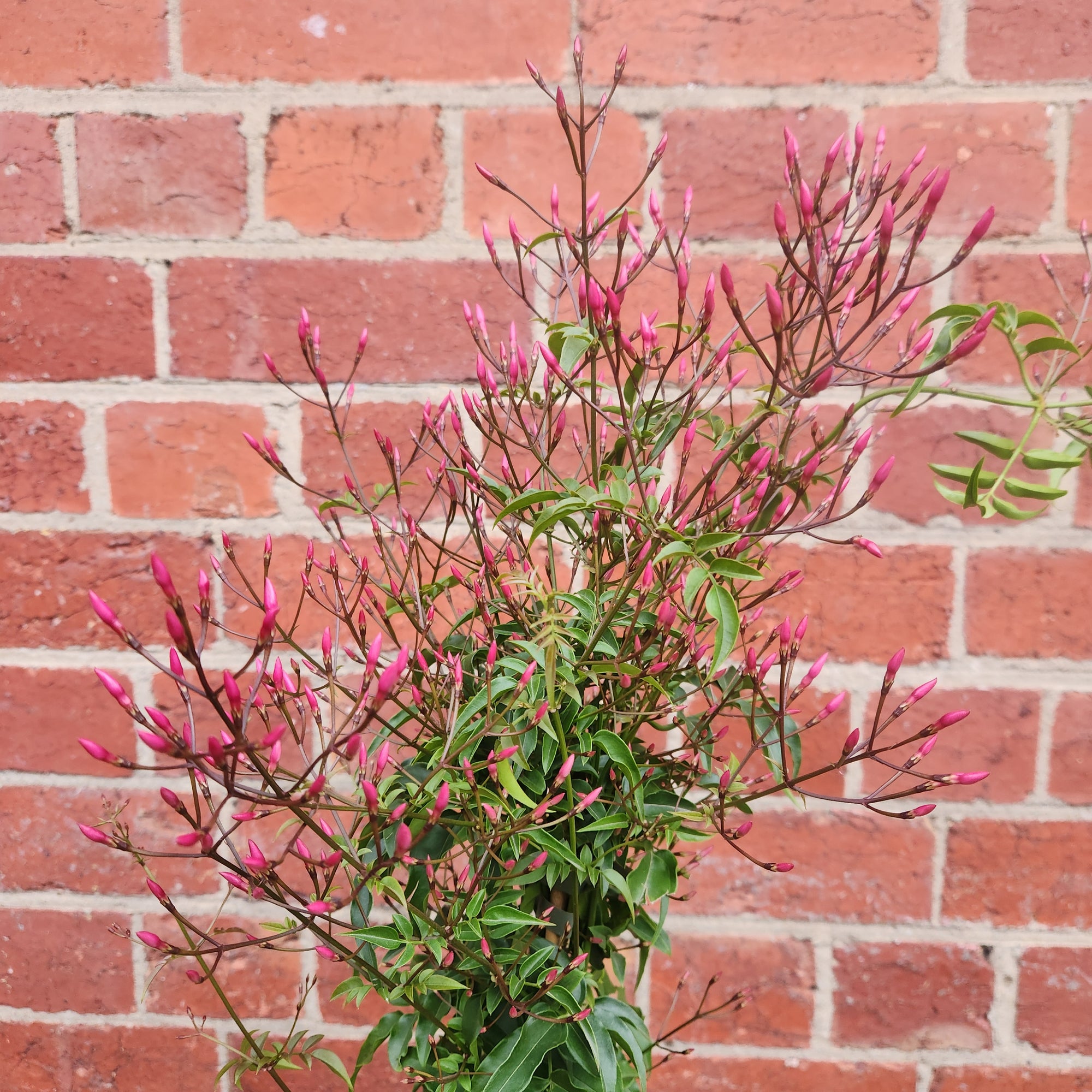 Star Jasmine - 14cm pot