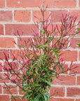Star Jasmine - 14cm pot