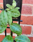 Hoya - Elliptica (no.219) - 10cm