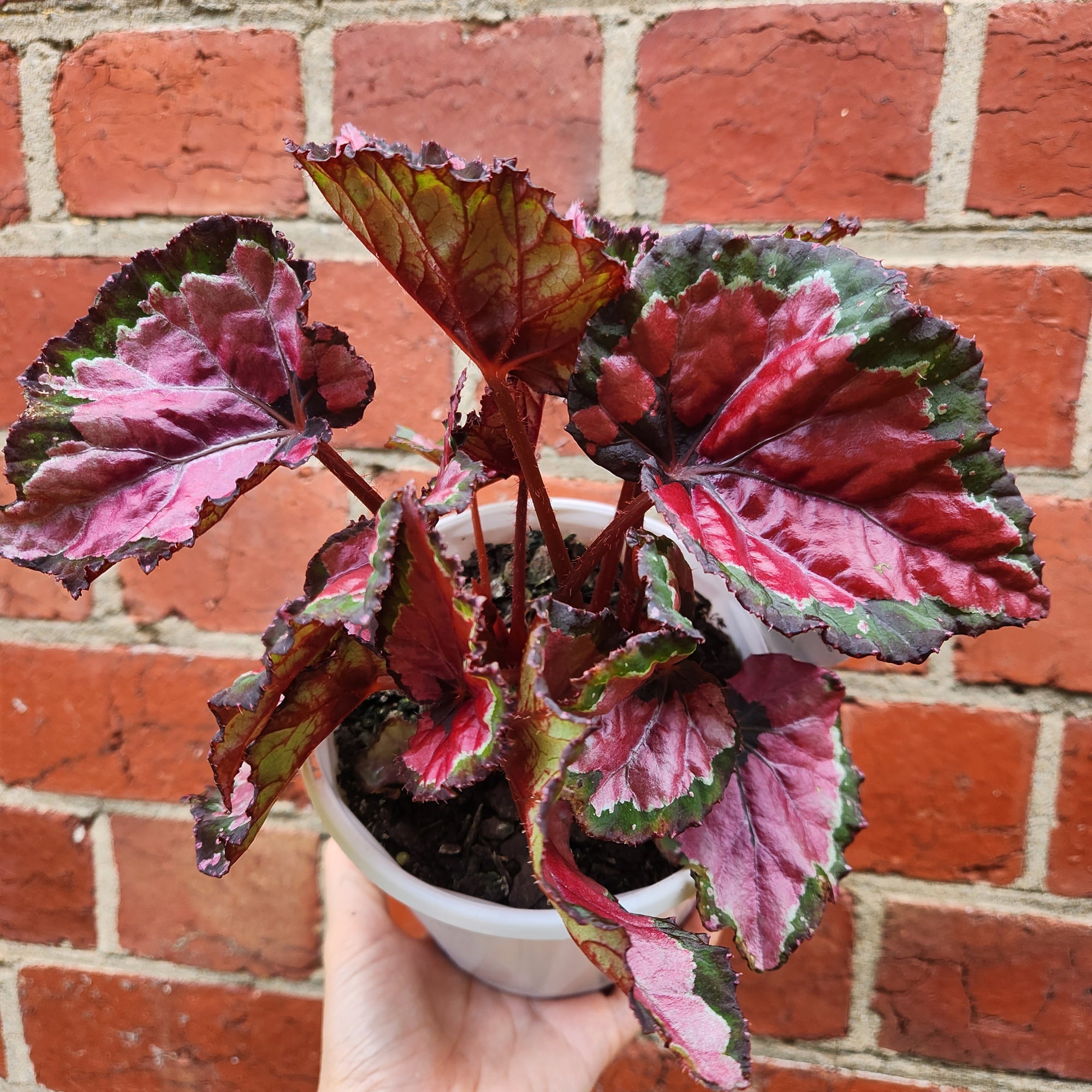 Begonia Rex - 13cm pot
