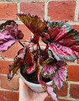 Begonia Rex - 13cm pot
