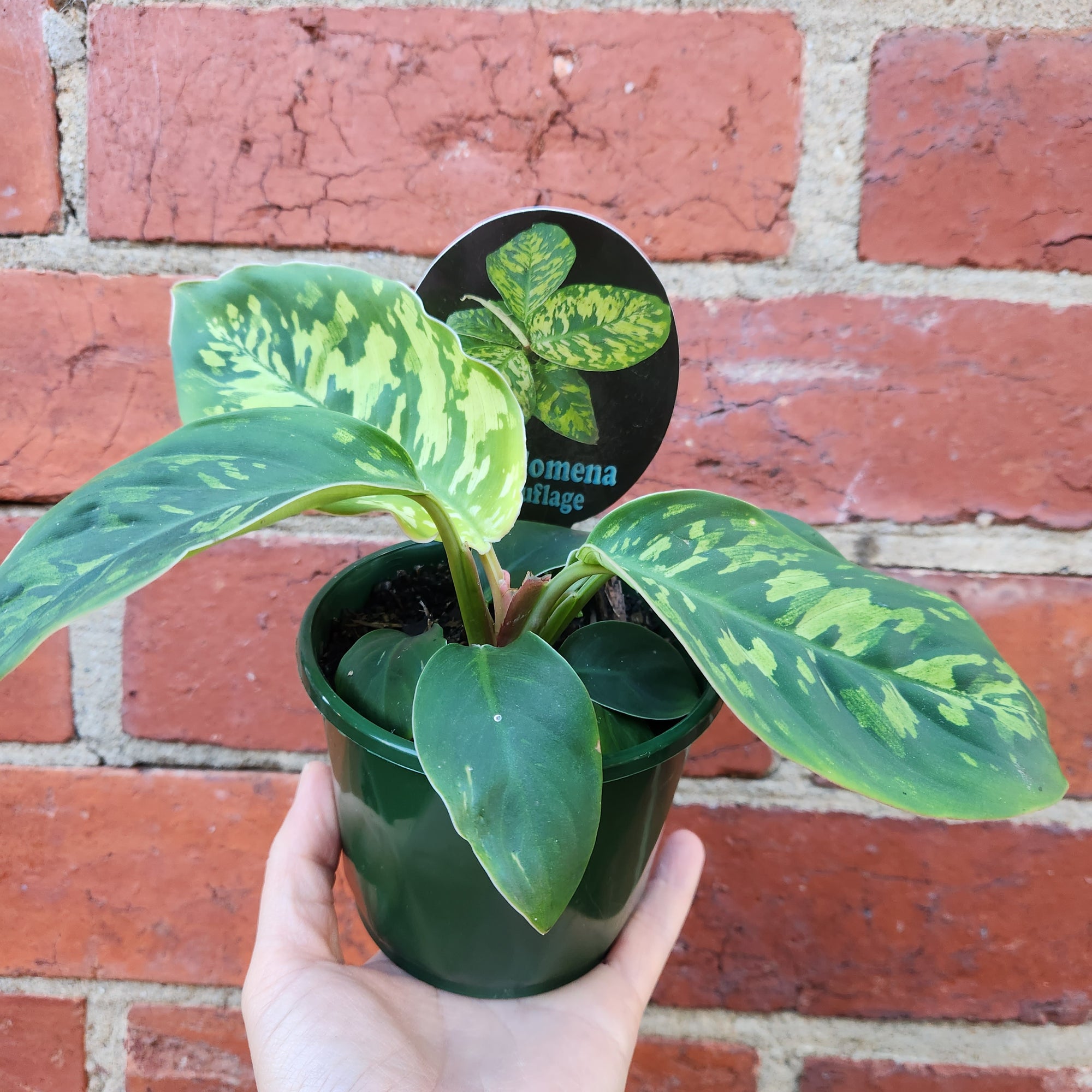 Homalomena Camouflage - 10cm pot