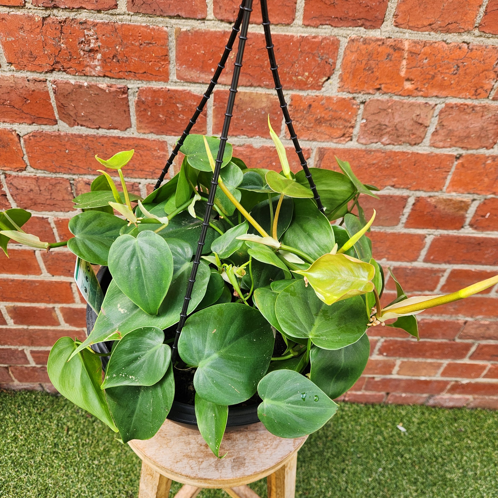 Heart Leaf Philodendron (Cordatum)- 25cm Hanging Basket