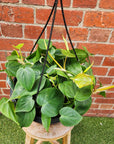 Heart Leaf Philodendron (Cordatum)- 25cm Hanging Basket
