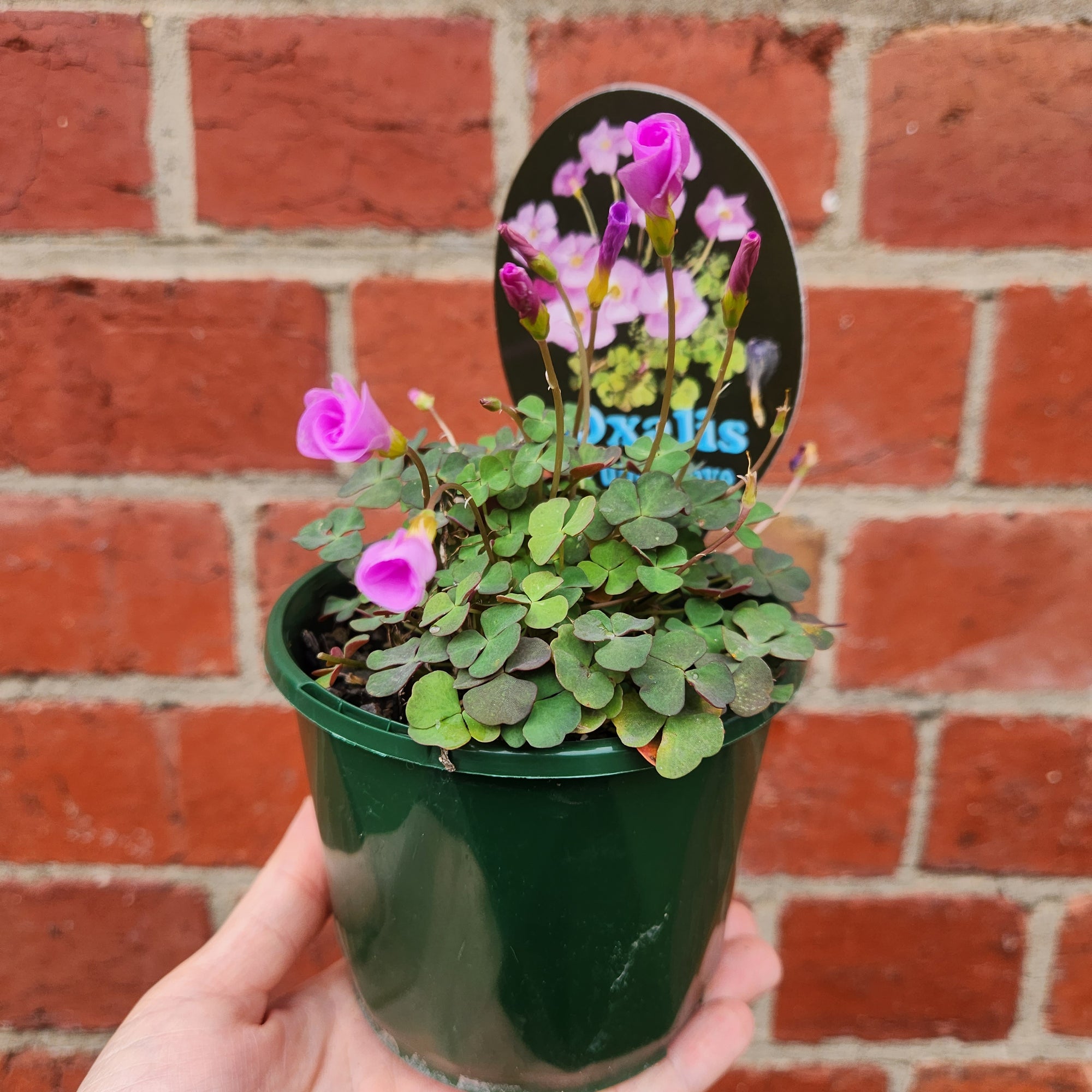 Oxalis Puppy Lova - 10cm pot