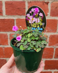 Oxalis Puppy Lova - 10cm pot