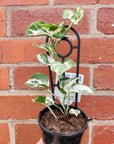 Snow Queen Pothos - 13cm Pot