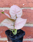 Baby Plant - Syngonium Neon