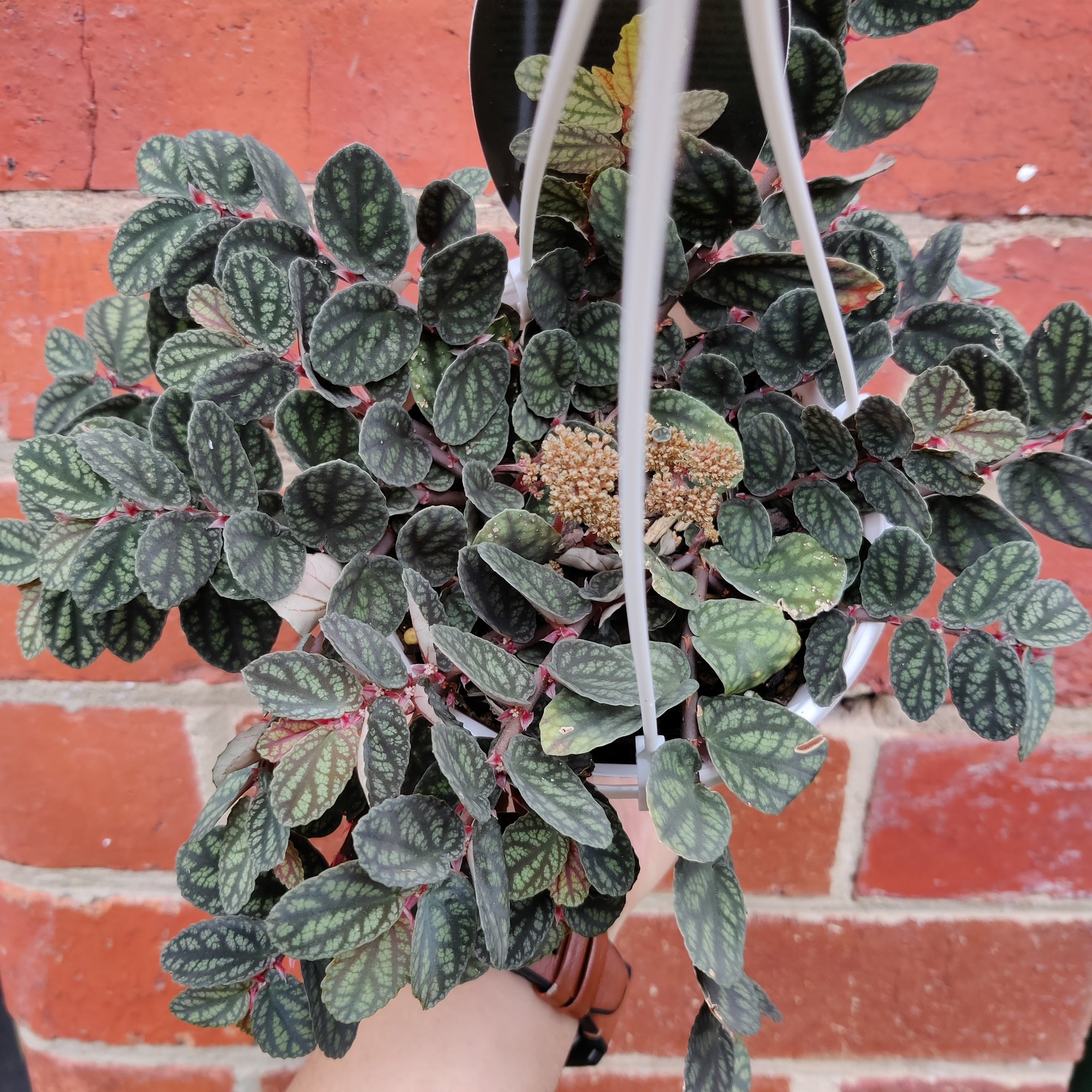 Pellionia Repens v Pulchra - 13cm Hanging Basket