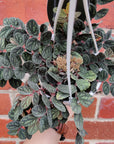 Pellionia Repens v Pulchra - 13cm Hanging Basket