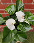 Anthurium in glass fish bowl - White heart - 18cmD vase