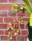 Orchid - Cascading Cymbidium Maroon Pink - 3 flower spikes - 15cm Hanging Basket