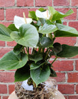 Anthurium in glass fish bowl - White heart - 18cmD vase