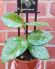 Hoya - Carnosa 'Freckles' (no. 229) - 10cm pot