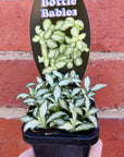 Baby Plant - Fittonia Snow