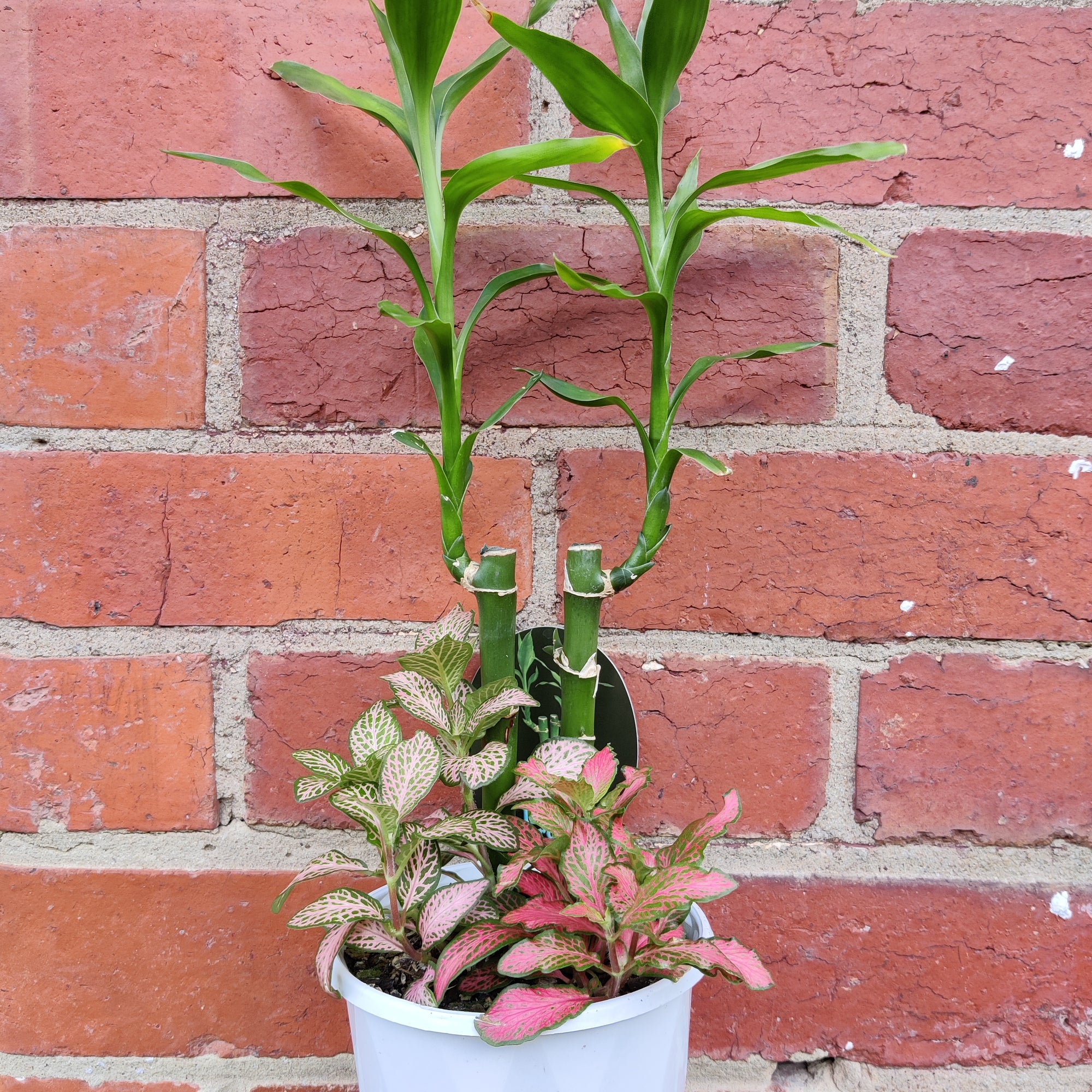 Indoor Foliage Triple plant - Fittonia x Dracaena - 13cm pot