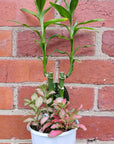 Indoor Foliage Triple plant - Fittonia x Dracaena - 13cm pot