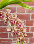 Orchid - Cascading Cymbidium Maroon Pink - 3 flower spikes - 15cm Hanging Basket
