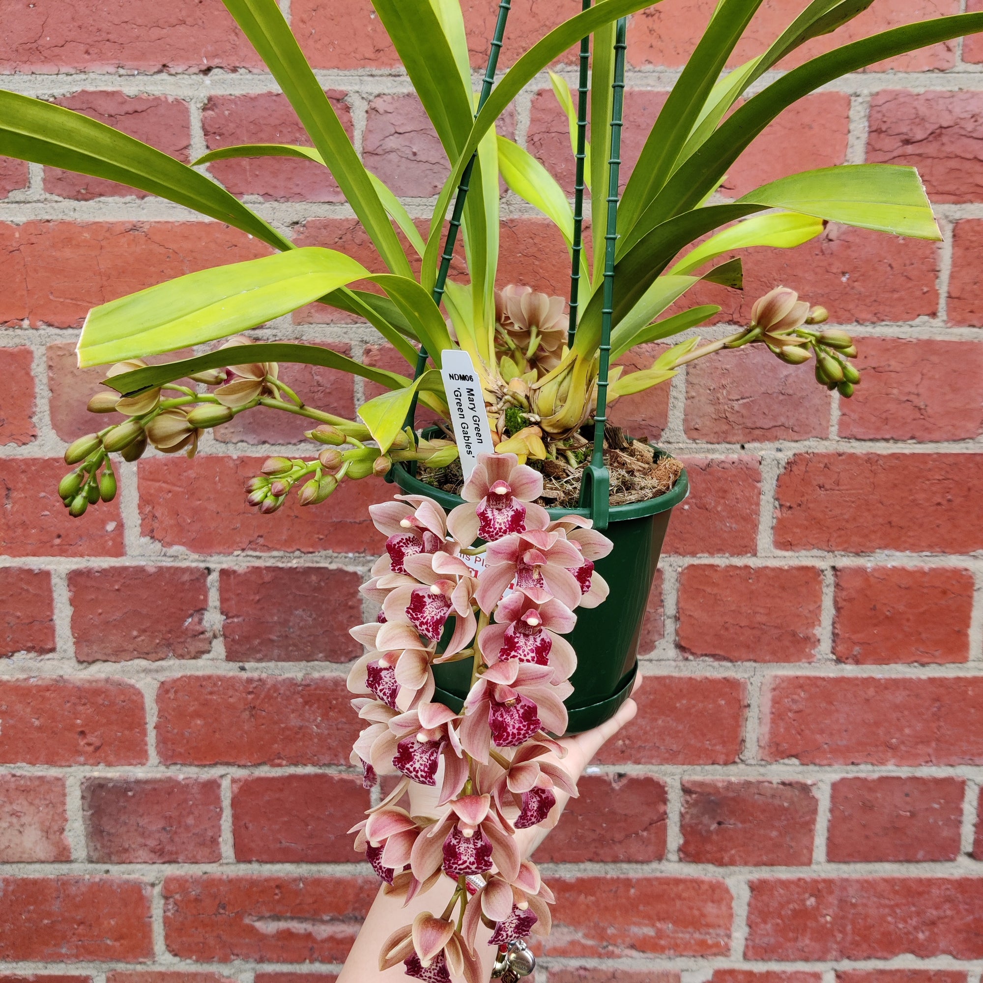 Orchid - Cascading Cymbidium Maroon Pink - 5 flower spikes - 17cm Hanging Basket