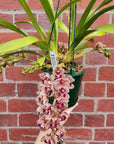 Orchid - Cascading Cymbidium Maroon Pink - 5 flower spikes - 17cm Hanging Basket