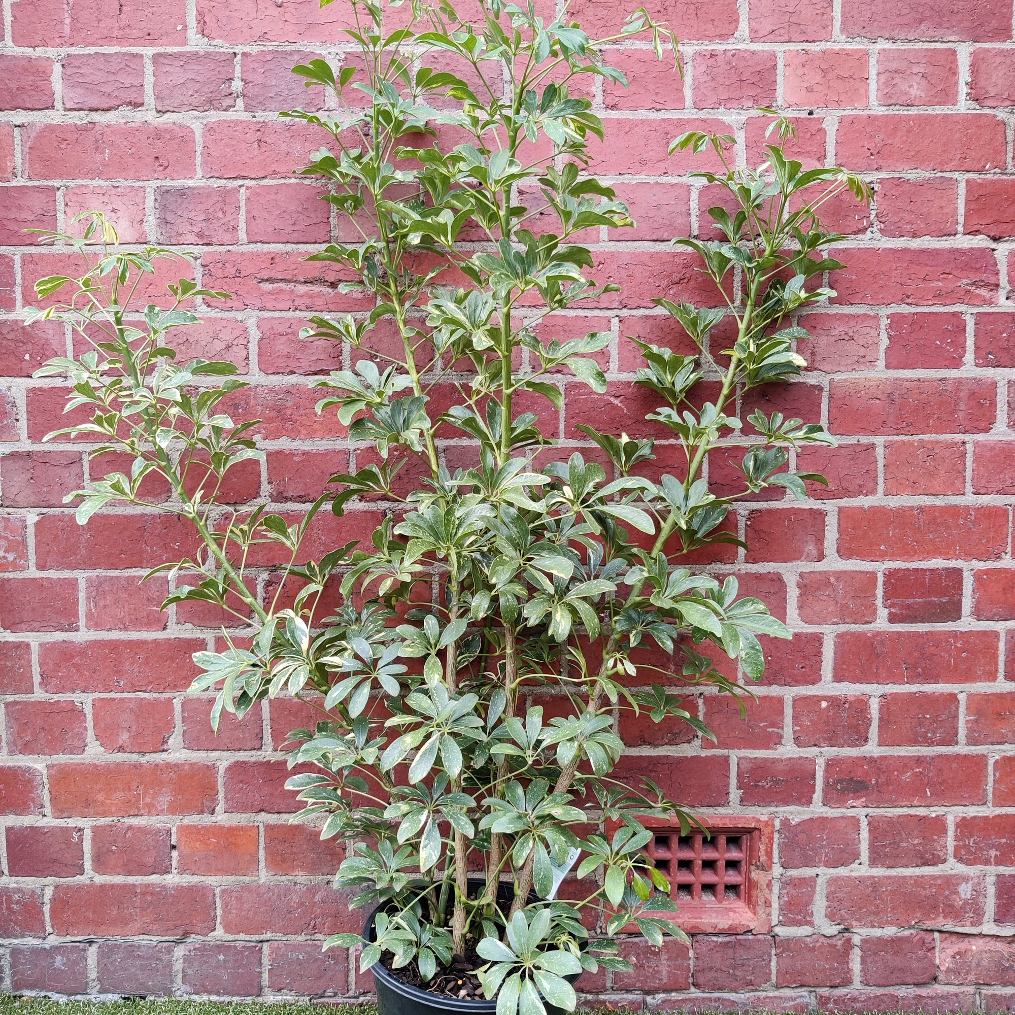 Umbrella plant - Schefflera arboricola Speckled Variegation - 25cm pot