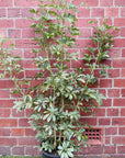 Umbrella plant - Schefflera arboricola Speckled Variegation - 25cm pot