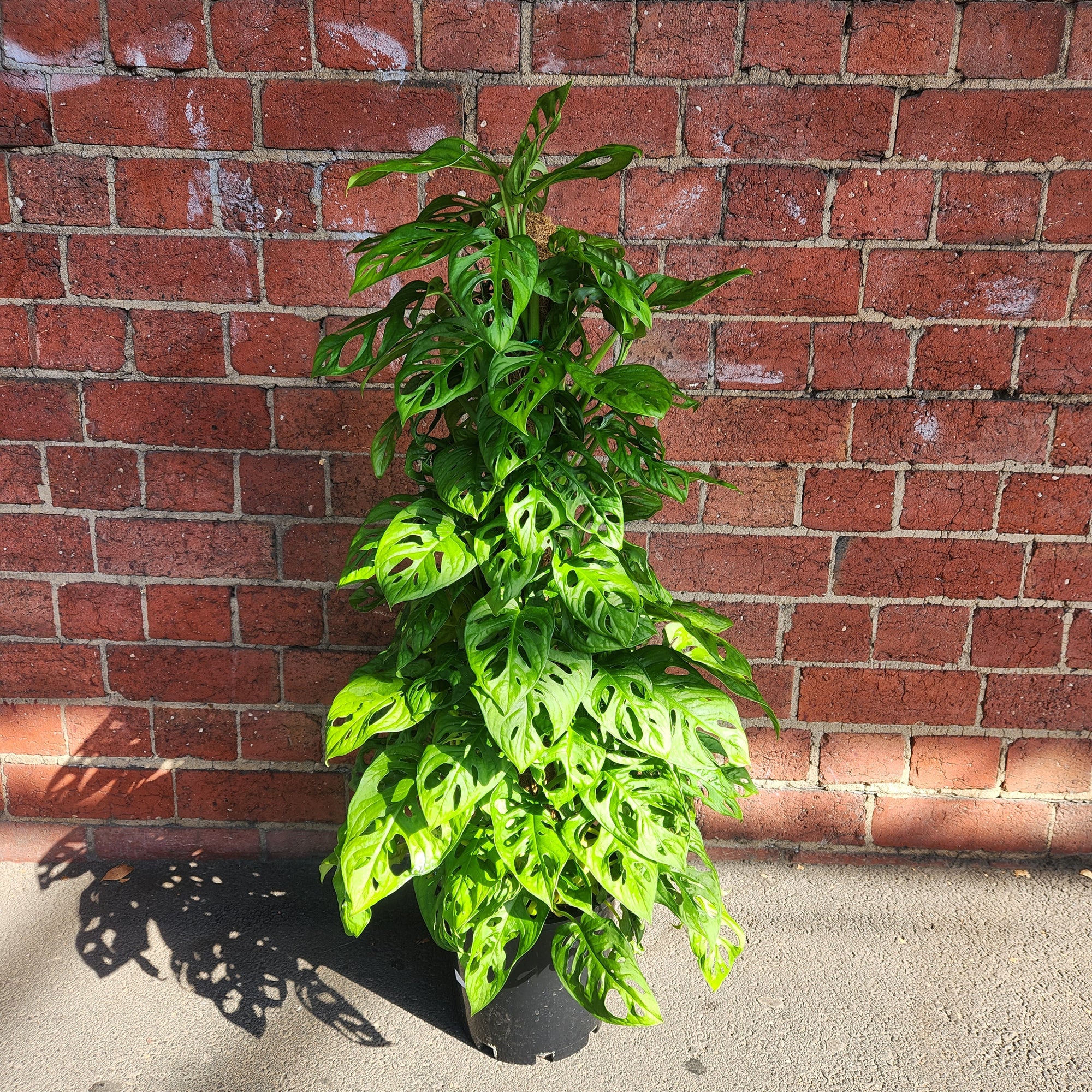 Swiss Cheese (Monstera Adansonii) - 20cm Pot