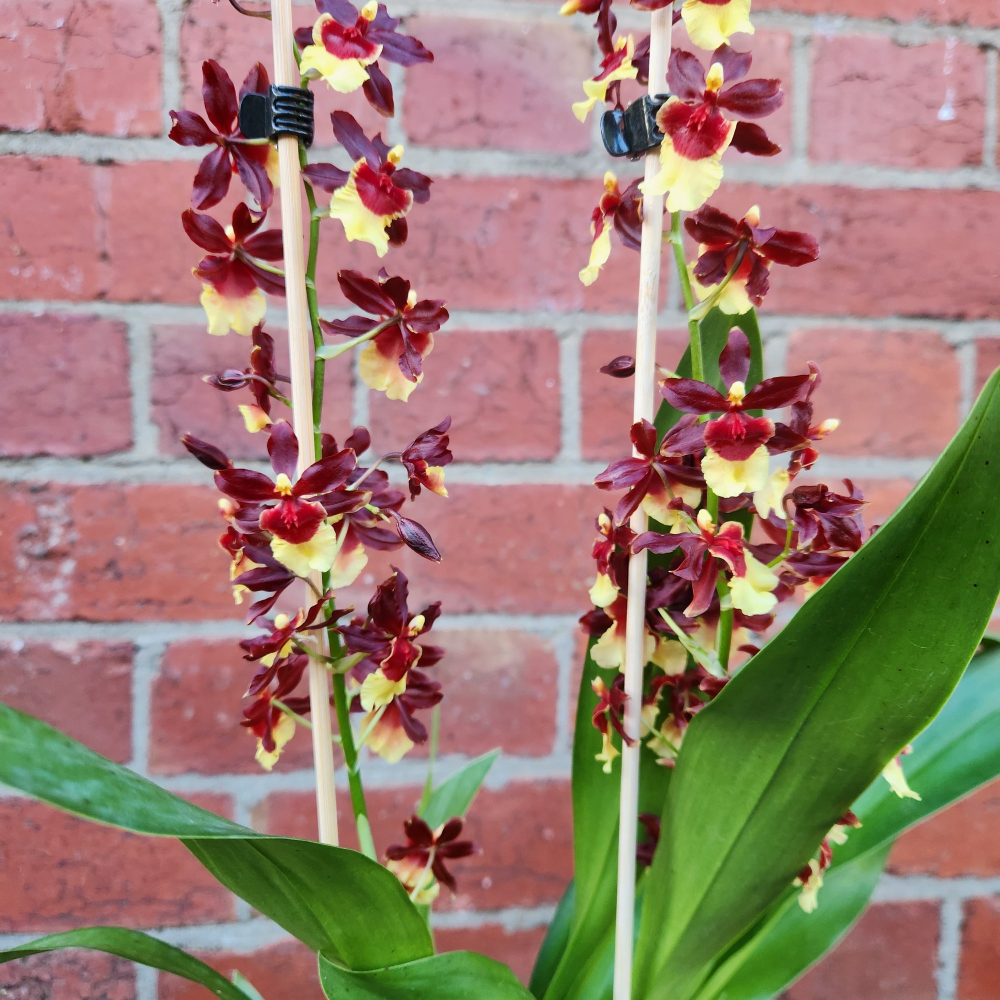 Oncidium Alliance Orchid - Volcano Queen  'Hula Halau' -  13cm pot (2 spikes)