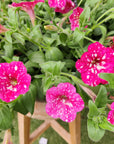 Petunia Sparkling Pink - 25cmHB