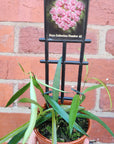 Hoya - Kentiana (no. 45) - 10cm pot