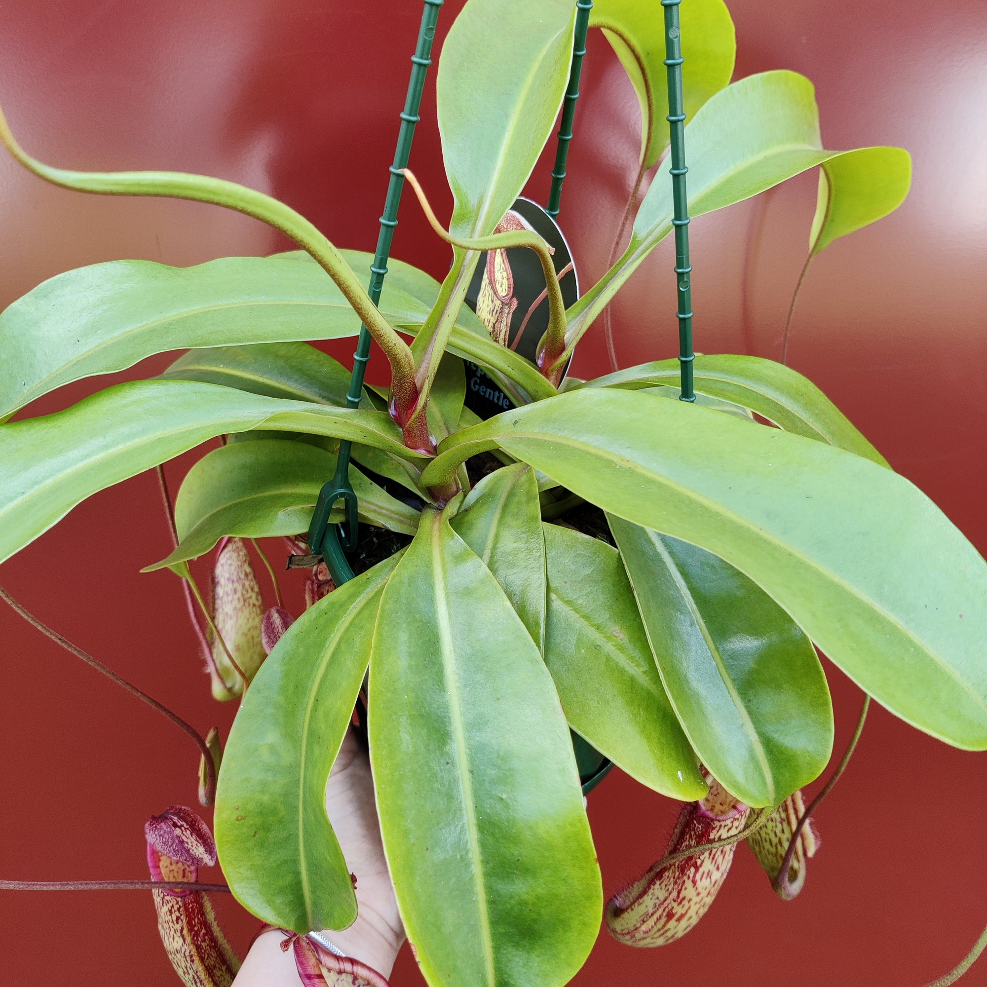 Nepenthes - 15cmHB