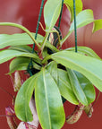 Nepenthes - 15cmHB