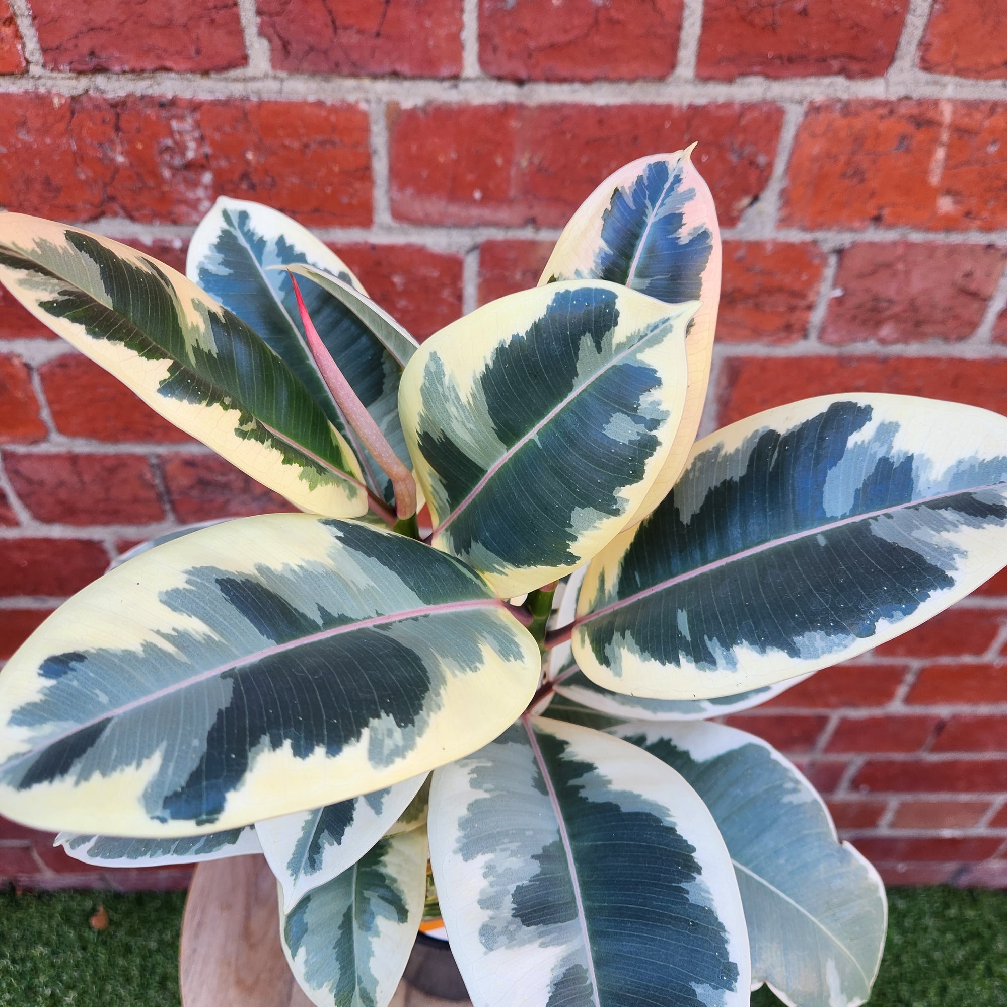 Ficus Decora Tineke - 14cm Pot