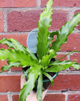 Bird nest fern Nidus Osaka - 13cm Pot