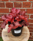 Heuchera Forever Red - 14cm Pot