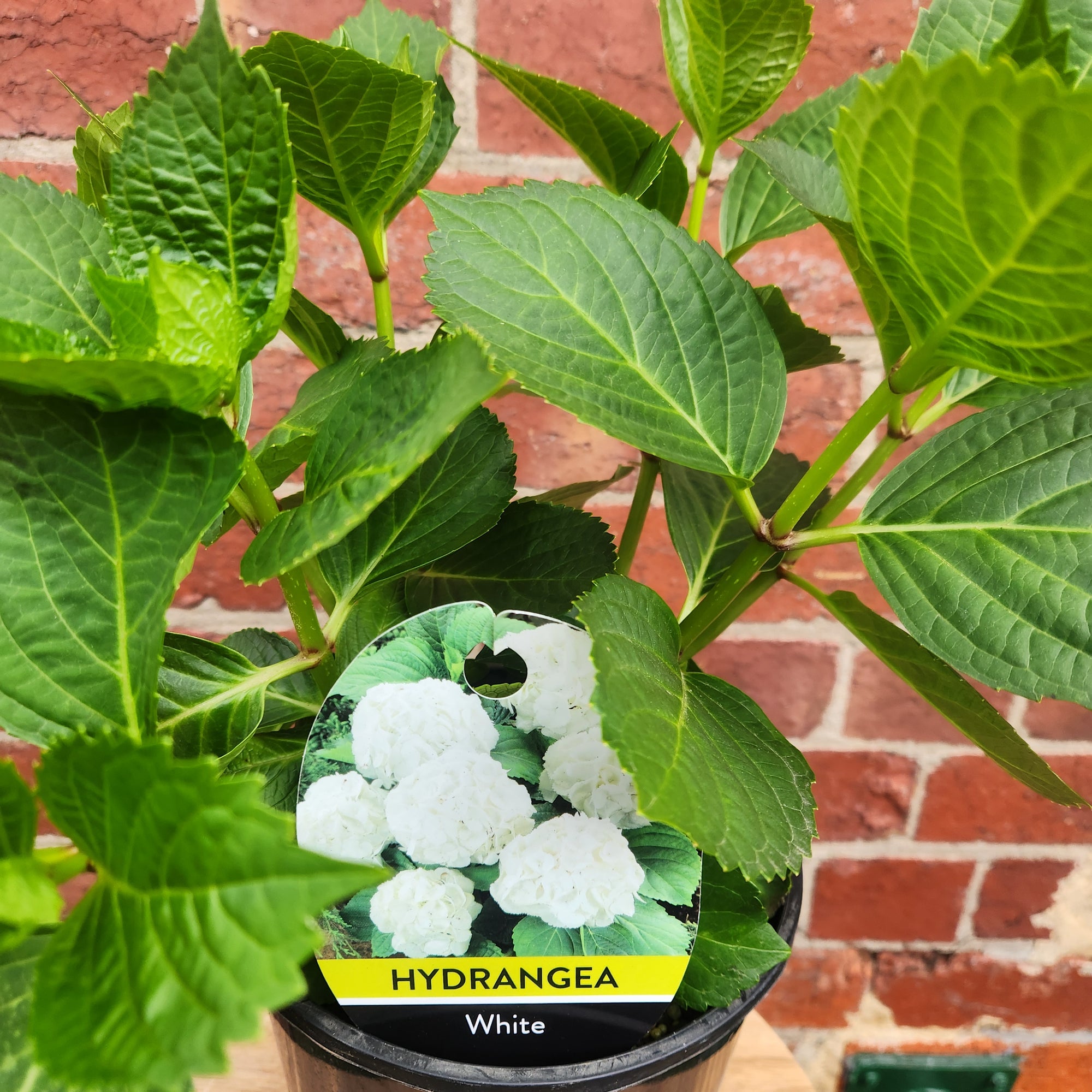 Hydrangea Macrophylla White - 18cm pot