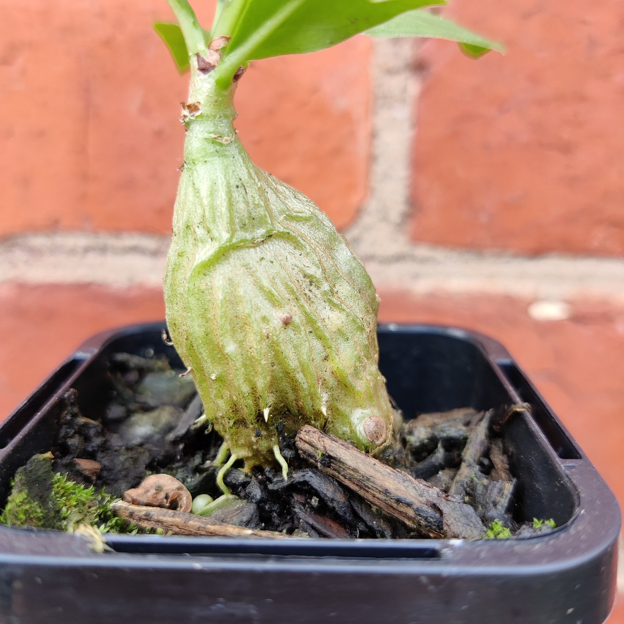 'The Ant Plant' - Myrmecodia - 7cm pot