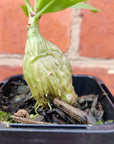 'The Ant Plant' - Myrmecodia - 7cm pot