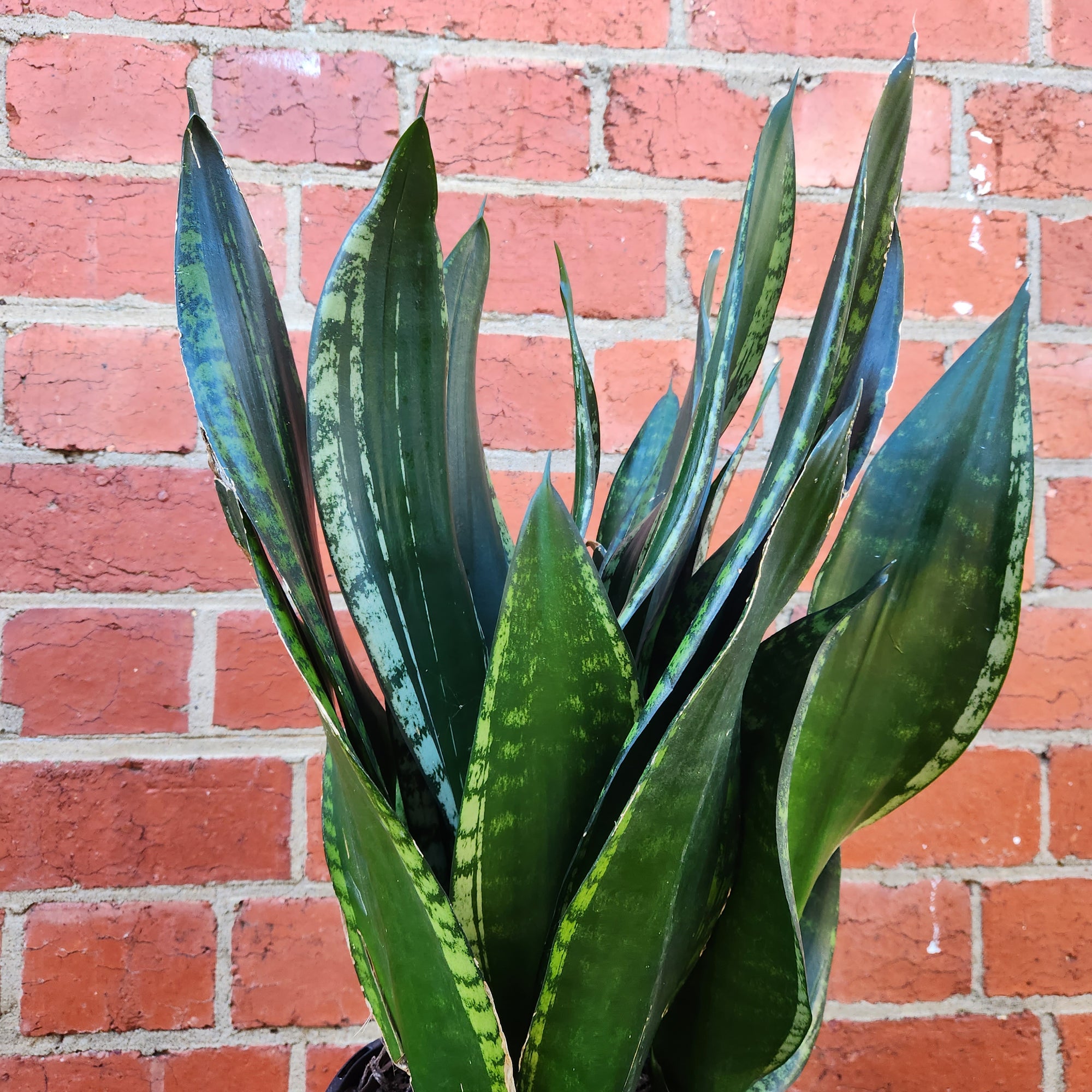 Sansevieria Whitney - 17cm Pot
