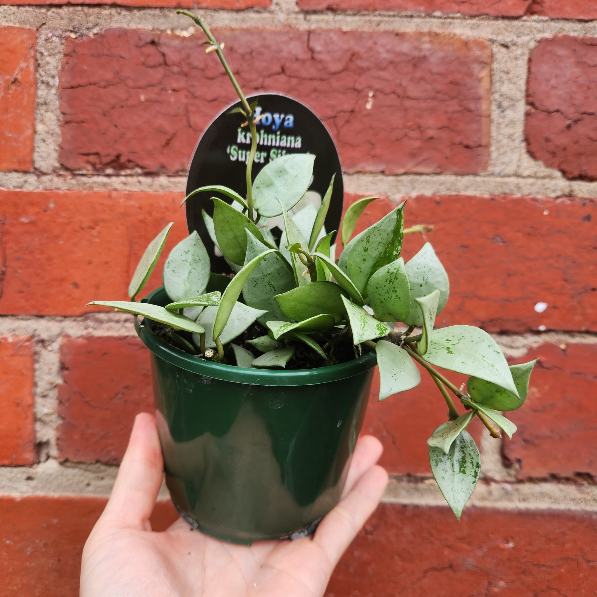 Hoya - Krohniana 'Super Silver' - 10cm pot