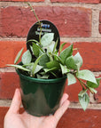 Hoya - Krohniana 'Super Silver' - 10cm pot
