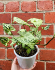 Syngonium Batik - 13cm pot