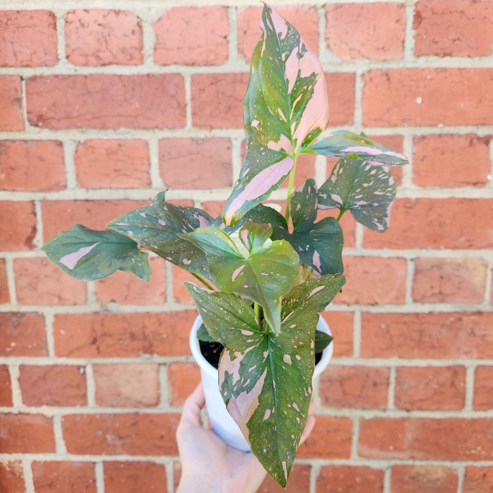 Syngonium Pink Passion - 13cm Pot