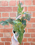 Syngonium Pink Passion - 13cm Pot