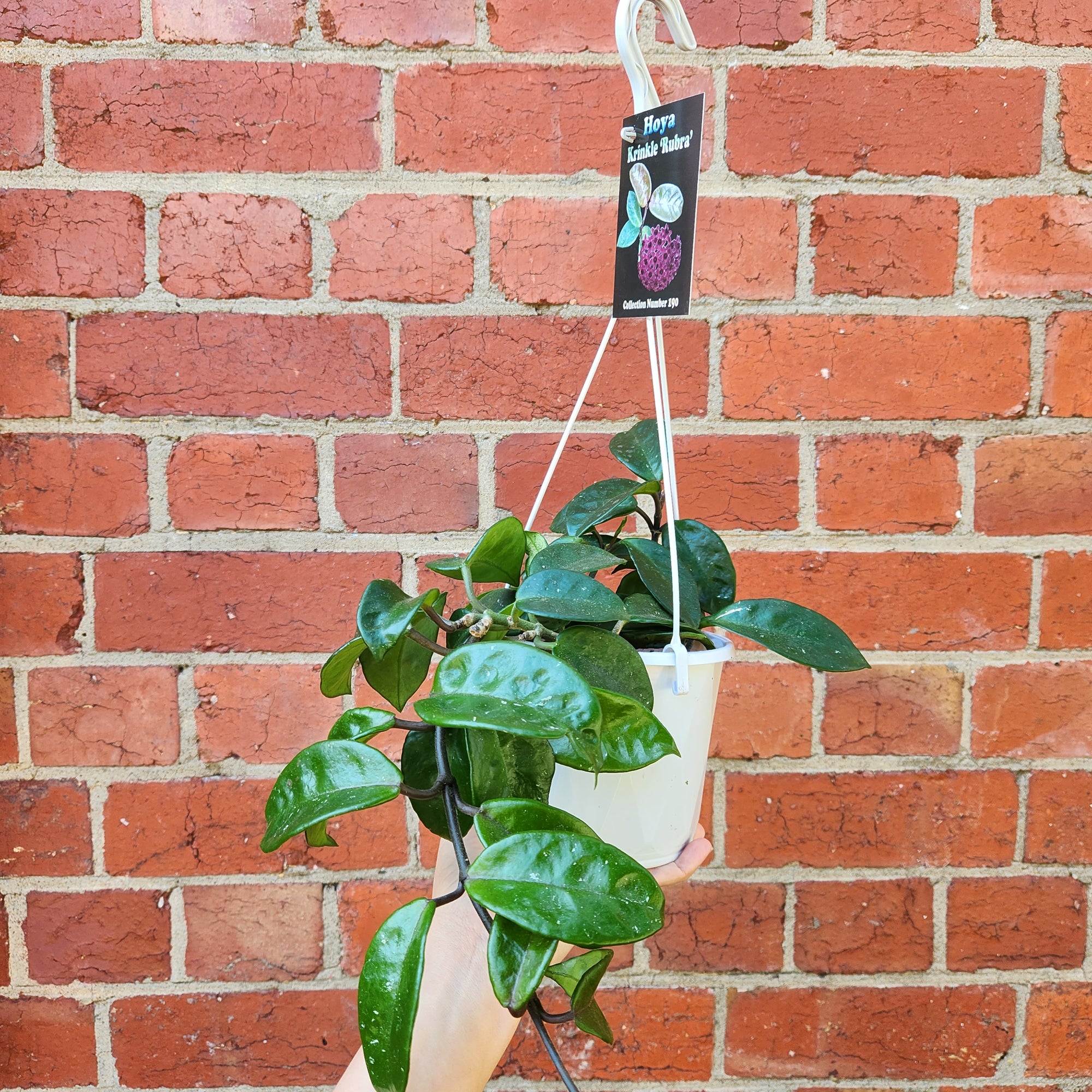 Hoya - Krinkle 'Rubra' (no. 190) - 13cm HB